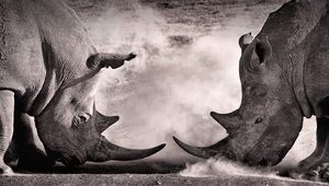 The wild world of ICOs